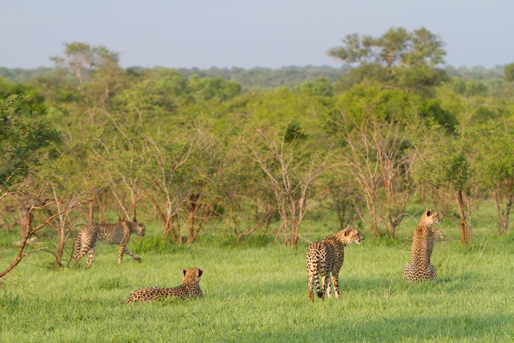 Ndzhaka Tented Camp Manyeleti Game Reserve Eksteriør billede