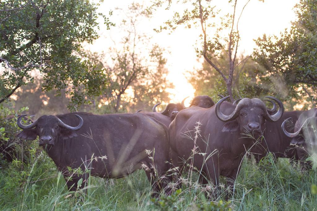 Ndzhaka Tented Camp Manyeleti Game Reserve Eksteriør billede